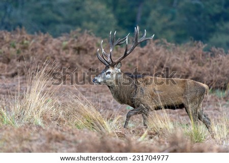 Red Deer Stag Against a Background of Red Bracken and Forest/Red Deer Stag/Red Deer (cervus elaphus)