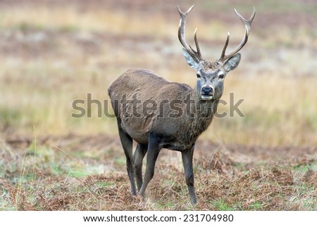 Red Deer Stag Against a Background of Red Bracken and Yellow Grass/Red Deer Stag/Red Deer (cervus elaphus)