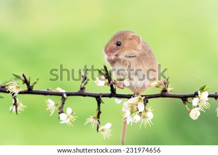 Field Mouse Perched on a Blossom Laden Branch/Field Mouse/Field Mouse (apodemus sylvaticus)
