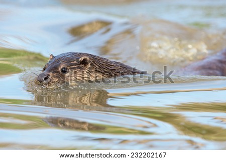 European Otter Swimming Through Lake/Otter/European Otter (lutra lutra)