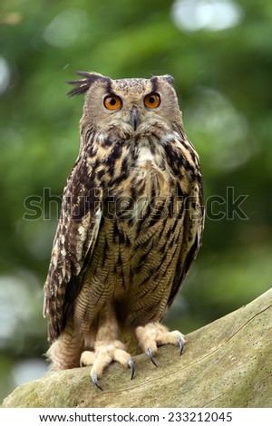 Eurasian Eagle Owl Perched on Thick Tree Branch/Eagle Owl/Eagle Owl (bubo bubo)