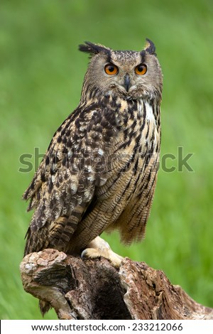 Eurasian Eagle Owl Perched on Tree Stump/Eagle Owl/Eagle Owl (bubo bubo)