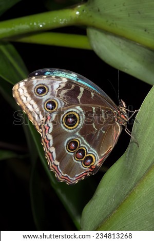Blue Morpho Butterfly Perched on Large Green Leaf/Blue Morpho Butterfly/Blue Morpho Butterfly ( morpho peleides)