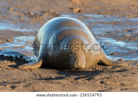 Female Atlantic Grey Seal Covered in Wet Mud/Female Atlantic Grey Seal Mudbath/Atlantic Grey Seal (halichoerus grypus)