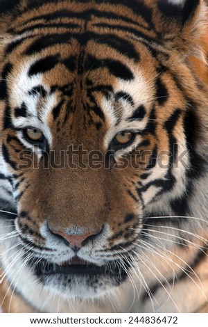 Siberian Tiger face close up/Amur Tiger Face/Siberian Tiger (Panthera Tigris Altaica)