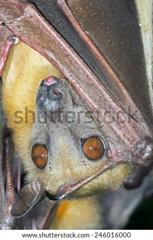 Roosting Straw Coloured Fruit Bat hanging from a branch/Fruit Bat Roosting/Straw Coloured Fruit Bat (Eidolon Helvum)