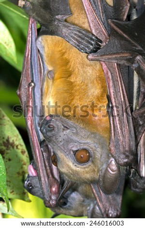Roosting Straw Coloured Fruit Bat hanging from a branch/Fruit Bat Roosting/Straw Coloured Fruit Bat (Eidolon Helvum)