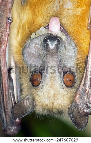 Straw Coloured Fruit Bat eating/Fruit Bat Eating/Straw Coloured Fruit Bat (Eidolon Helvum)