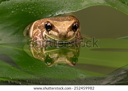 Amazon Milk Frog reflected in water/ Amazon Milk Frog/ Amazon Milk Frog (Trachycephalus Resinifictrix)
