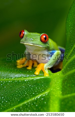 Red-Eyed Amazon Tree Frog on Large Palm Leaf/Red-Eyed Amazon Tree Frog/Red-Eyed Amazon Tree Frog (Agalychnis Callidryas)