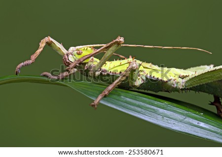 Jungle Nymph on Large Green Leaf against a green background/Malaysian Stick Insect/Jungle Nymph (Heteropteryx Dilatata)