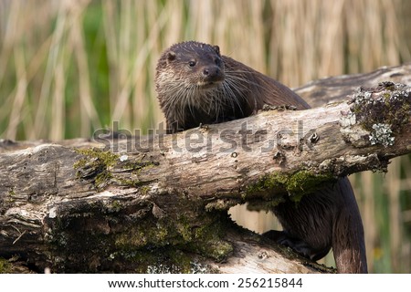 European Otter climbing on to a large log/Otter/European Otter (Lutra Lutra)