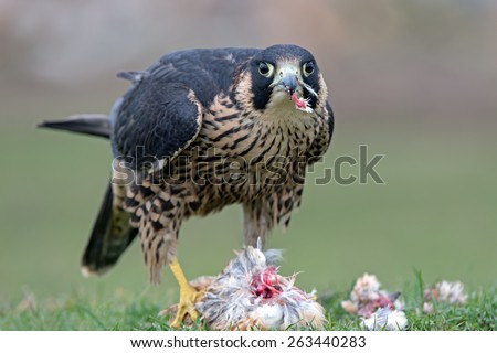 Peregrine Falcon eating captured bird/Peregrine Falcon/Peregrine Falcon (Falco Peregrinus)