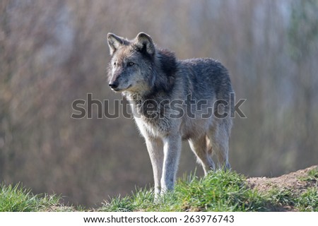 Grey Wolf on grassy crest against a background of blurred forest/Wolf/Grey Wolf (Canis Lupis)