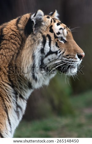 Siberian Tiger against a background of dark tree trunks/Amur Tiger/Siberian Tiger (Panthera Tigris Altaica)
