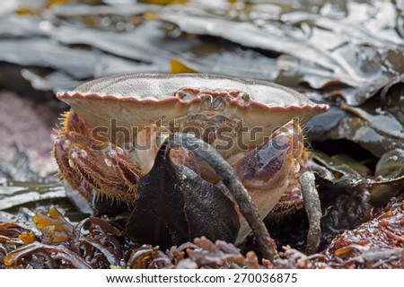 Brown Crab amongst Seaweed on a bright day/Edible Crab/Brown Crab (Cancer Pagarus)