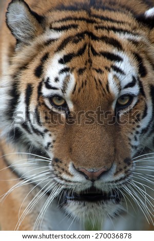 Close up of Siberian Tiger face/Amur Tiger/Siberian Tiger (Panthera Tigris Altaica)