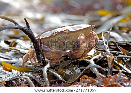 Brown Crab amongst Seaweed on a bright day/Edible Crab/Brown Crab (Cancer Pagarus)