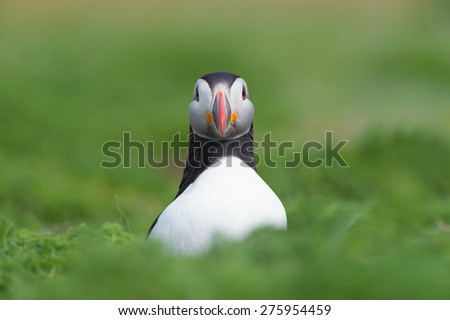 Puffin amongst the ground cover of The Wick on Skomer Island/Puffin/Atlantic Puffin (Alca Arctica)