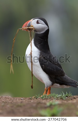 Puffin with nesting material in beak on Skomer Island/Puffin/Atlantic Puffin (Alca Arctica)