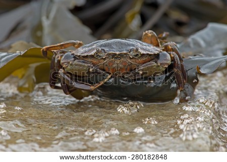 European Green Crab on seaweed and barnacle encrusted rock/Crab/Green Shore Crab (carcinus maenus)