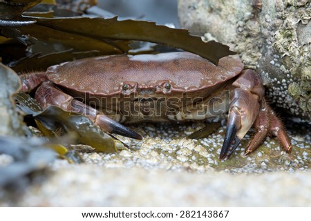 Brown Crab amongst Seaweed on a barnacle covered rock/Edible Crab/Brown Crab (Cancer Pagarus)