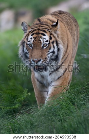 Siberian Tiger stalking through long grass/Amur Tiger/Siberian Tiger (Panthera Tigris Altaica)