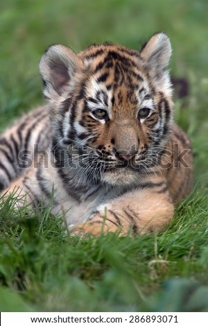 Siberian Tiger Cub in dark green grass/Amur Tiger Cub/Siberian Tiger Cub(Panthera Tigris Altaica)