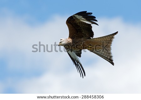 Red Kite flying through blue sky/Red Kite/Red Kite (Milvus Milvus)