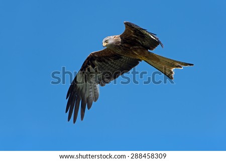 Red Kite flying through blue sky/Red Kite/Red Kite (Milvus Milvus)