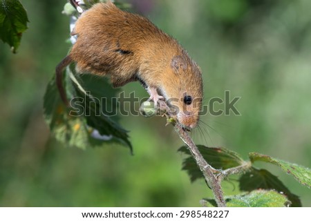 Harvest Mouse clinging to blossom laden branch/Mouse/Harvest Mouse (Micromys Minutus)