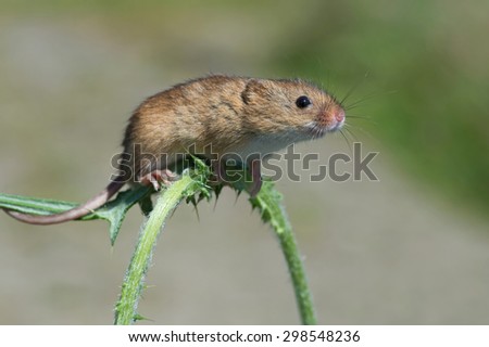 Harvest Mouse clinging to Thistle stalk/Mouse/Harvest Mouse (Micromys Minutus)