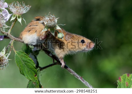 Harvest Mouse clinging to blossom laden branch/Mouse/Harvest Mouse (Micromys Minutus)
