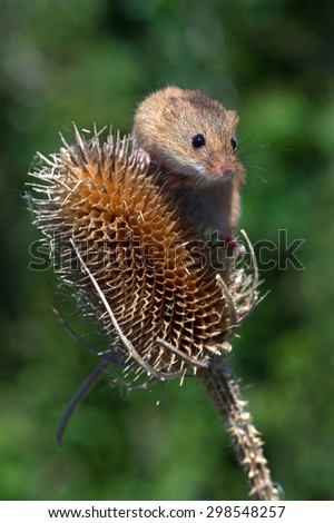 Harvest Mouse clinging to Thistle stalk/Mouse/Harvest Mouse (Micromys Minutus)