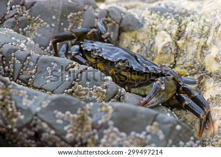 European Green Crab on barnacle encrusted rock/Crab/Green Shore Crab (carcinus maenus)