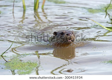 European Otter swimming through water/Otter/European Otter (Lutra Lutra)