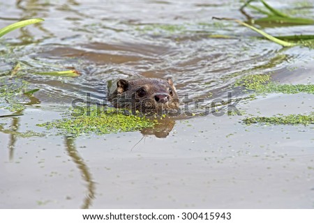 European Otter swimming through water/Otter/European Otter (Lutra Lutra)