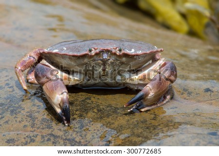 Brown Crab on a large wet rock/Edible Crab/Brown Crab (Cancer Pagarus)