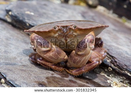 Brown Crab on a barnacle covered rock/Edible Crab/Brown Crab (Cancer Pagarus)