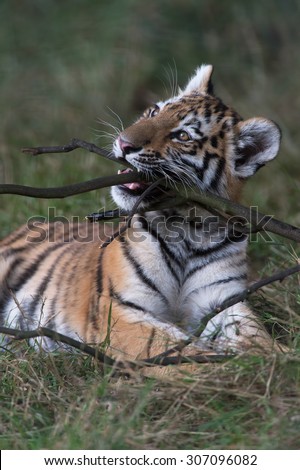 Siberian Tiger Cub chewing stick in dark forest/Amur Tiger Cub/Siberian Tiger Cub(Panthera Tigris Altaica)