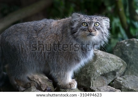 Pallas Cat on rocky surface in front of thick foliage/Pallas Cat/Pallas Cat (Felis Manul)
