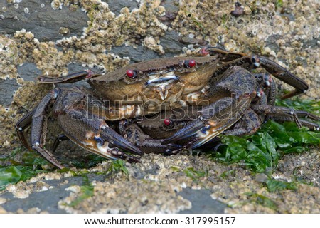 Velvet Swimming Crabs on barnacle encrusted rock/Crab/Velvet Swimming Crab (Necora Puber)