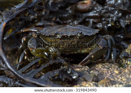 Common Crab on seaweed and barnacle encrusted rock/Crab/Green Shore Crab (carcinus maenus)