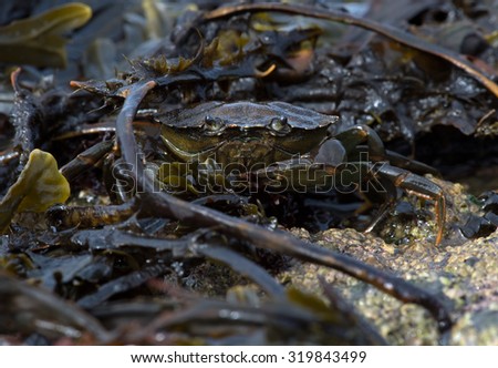 Common Crab on seaweed and barnacle encrusted rock/Crab/Green Shore Crab (carcinus maenus)