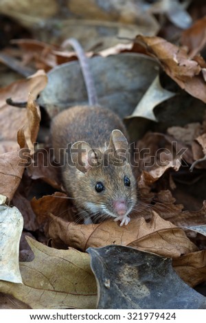 Wood Mouse in deep leaf litter on forest floor/Mouse/Wood Mouse (Apodemus Sylvaticus)