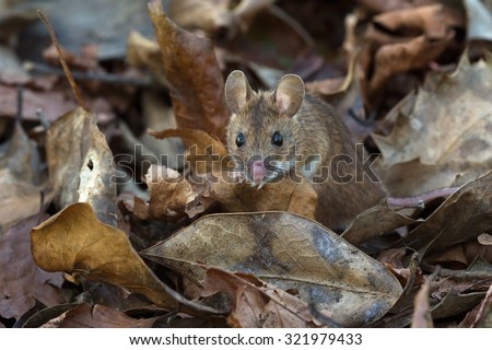 Wood Mouse in deep leaf litter on forest floor/Mouse/Wood Mouse (Apodemus Sylvaticus)