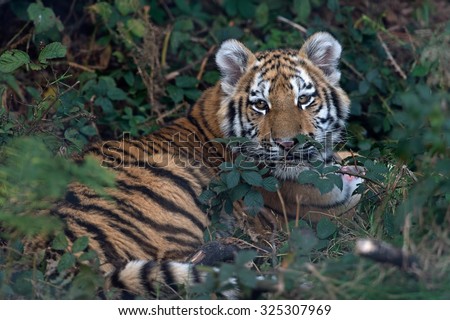 Siberian Tiger Cub resting in thick green foliage/Amur Tiger Cub/Siberian Tiger Cub(Panthera Tigris Altaica)