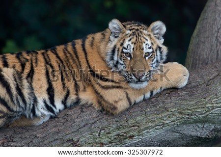 Siberian Tiger Cub resting on fallen tree in dark forest/Amur Tiger Cub/Siberian Tiger Cub(Panthera Tigris Altaica)