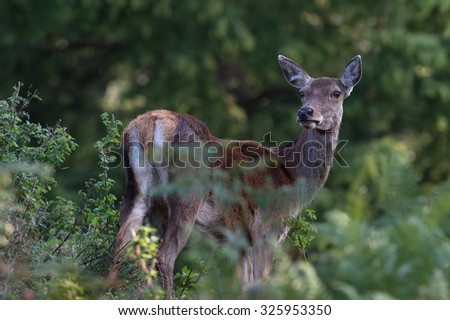 Red Deer Hind in thick green foliage/Red Deer Hind/Red Deer Hind (cervus elaphus)