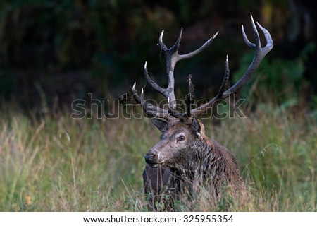 Red Deer Stag in long grass at the edge of forest/Red Deer Stag/Red Deer Stag (cervus elaphus)